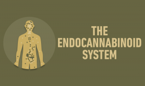 THE ENDOCANNABINOID SYSTEM