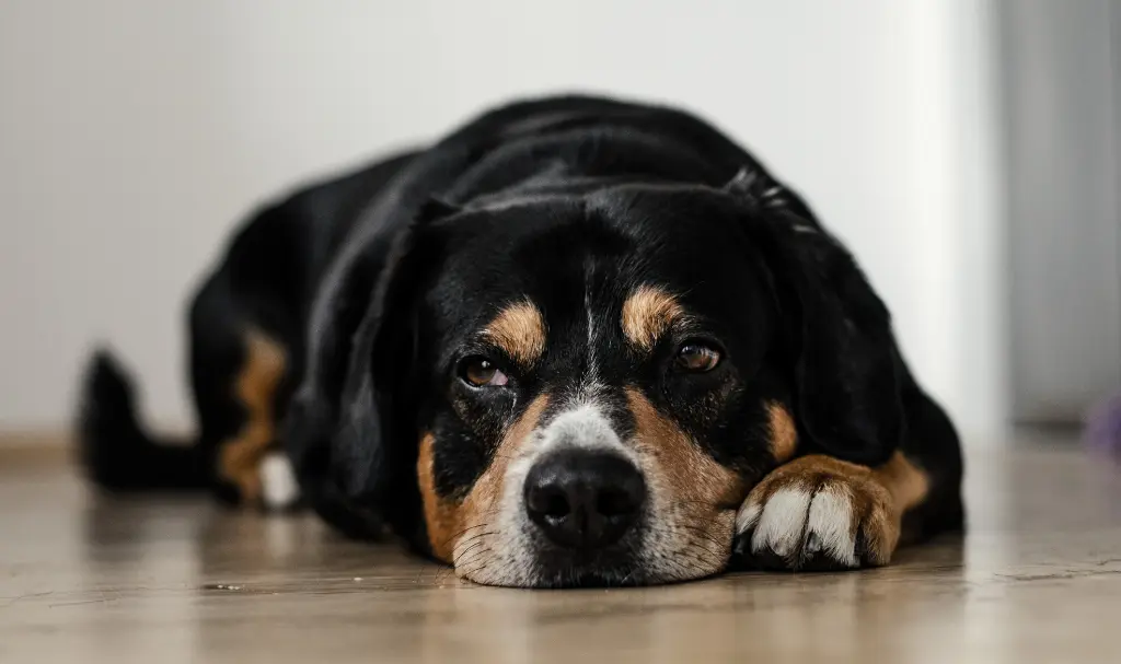 Cbd dog treats for joint pain