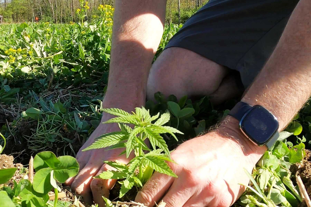 Checking on young hemp plants.