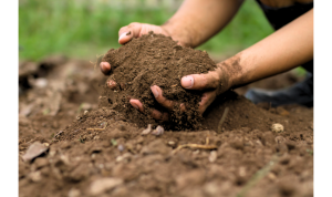 Happenings Around the Farm: Soil Testing